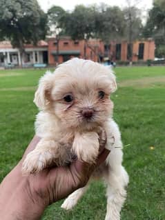 Shihtzu male / female puppies available for sale