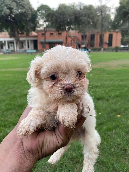 Adorable Shih Tzu Puppies for Sale – Fully Vaccinated! 5