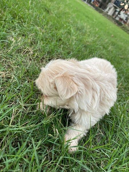 Adorable Shih Tzu Puppies for Sale – Fully Vaccinated! 6