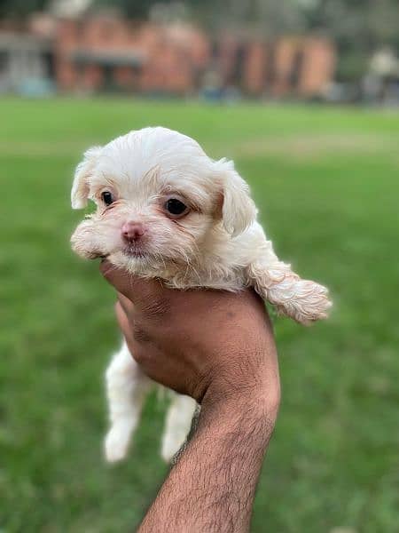 Adorable Shih Tzu Puppies for Sale – Fully Vaccinated! 7