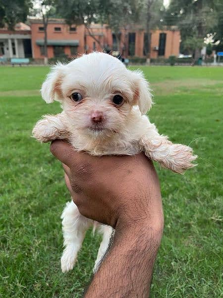 Adorable Shih Tzu Puppies for Sale – Fully Vaccinated! 8