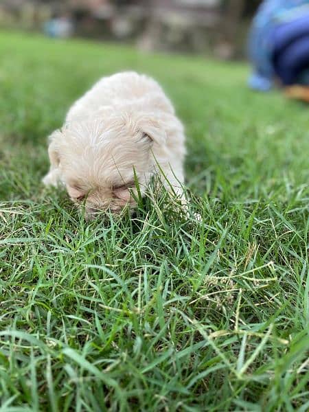 Adorable Shih Tzu Puppies for Sale – Fully Vaccinated! 9