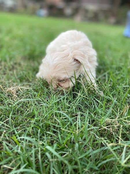 Adorable Shih Tzu Puppies for Sale – Fully Vaccinated! 10