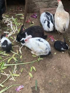 Ghr ky healthy rabbits only 3000 rupy me