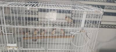 Full setup of birds for sale ready to breed