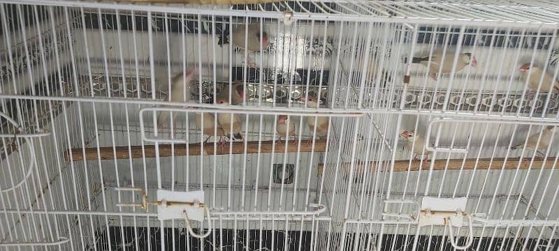 Full setup of birds for sale ready to breed 1