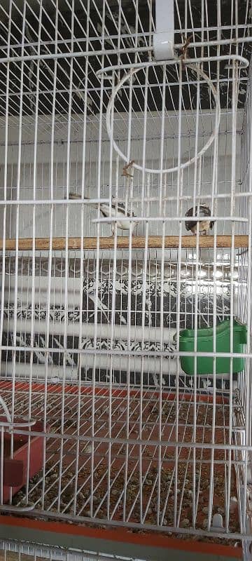 Full setup of birds for sale ready to breed 2