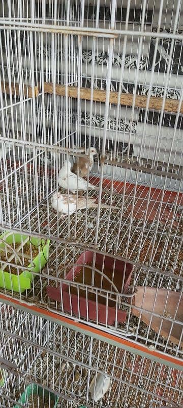 Full setup of birds for sale ready to breed 4