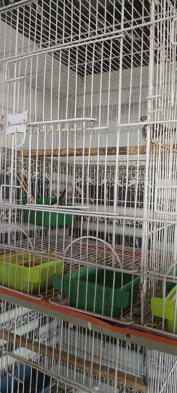 Full setup of birds for sale ready to breed 5