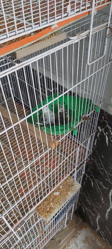 Full setup of birds for sale ready to breed 6