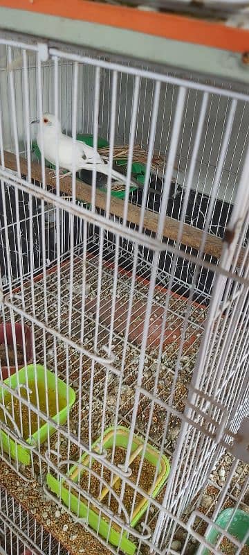 Full setup of birds for sale ready to breed 7