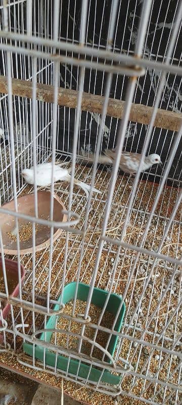 Full setup of birds for sale ready to breed 8