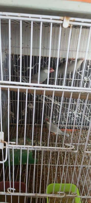 Full setup of birds for sale ready to breed 9