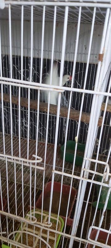 Full setup of birds for sale ready to breed 10