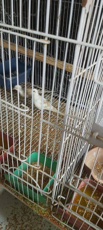 Full setup of birds for sale ready to breed 11