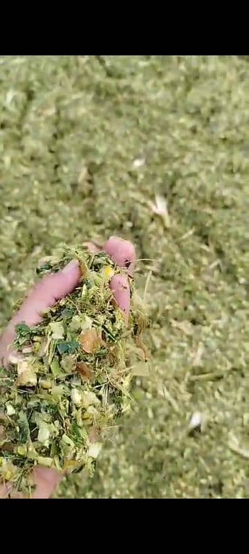 100% Grain Crushed Silage available /silage/corn silage 10