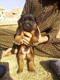 German Shepherd long coat puppy male for sale