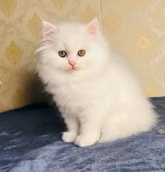 Persian cat for sale my WhatsApp number 03468444939