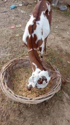 beautiful Gote and children