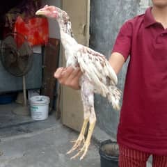 pure Sindhi aseel pair pathy for sale 100% pure breed