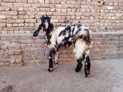 DDP Goat/ Daira Deen Panah Path/Doodh wali nasal