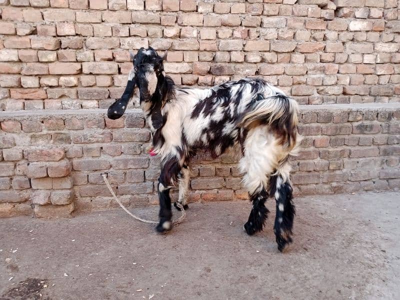 DDP Goat/ Daira Deen Panah Path/Doodh wali nasal 0