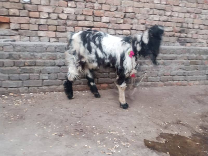 DDP Goat/ Daira Deen Panah Path/Doodh wali nasal 2