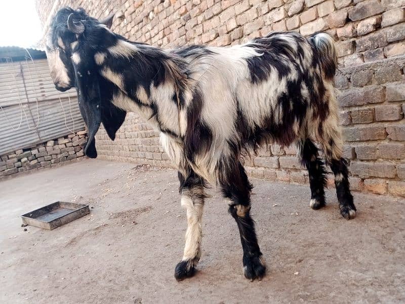 DDP Goat/ Daira Deen Panah Path/Doodh wali nasal 4