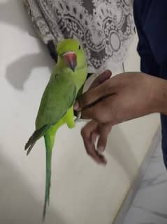 green ring neck parrot fully handtam