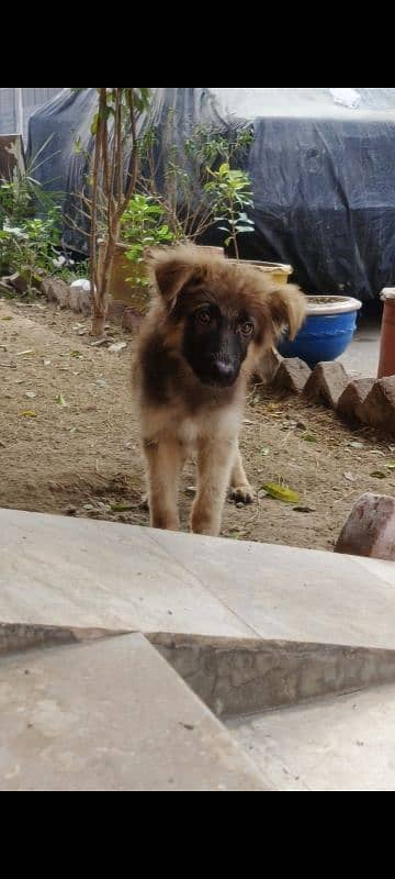 German Shepherd Puppy 2