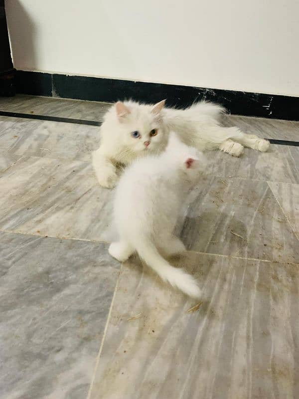 Persian Kittens 3