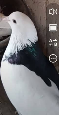 Roller breeder pair with eggs