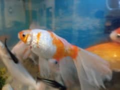 Gold fish for sale 12 inches size