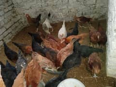 Layer mugri for sale (Eggs Laying )