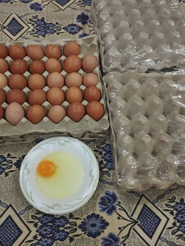 organic desi brown eggs 2