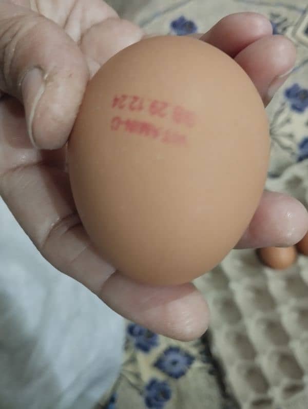 organic desi brown eggs 3