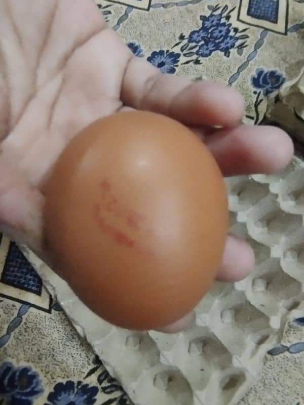 organic desi brown eggs 4