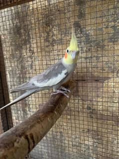 Grey Cockatiel breader male