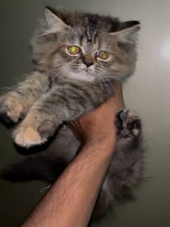 Persian female kitten (punch face)