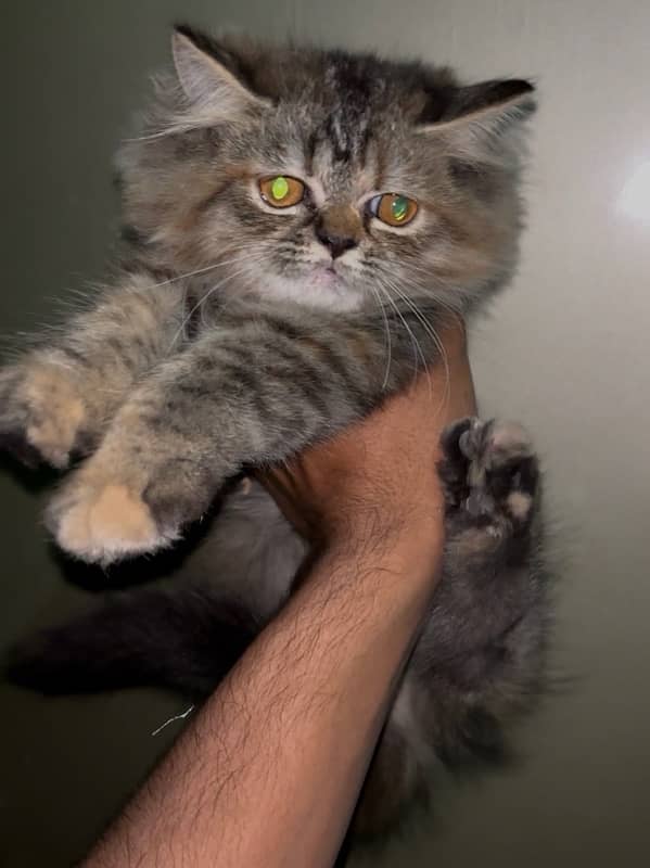 Persian female kitten (punch face) 0