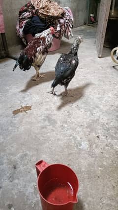 seal eggs for sale