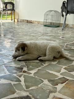 sand barnal puppy male