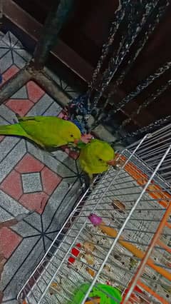 Male and female raw parrot pair