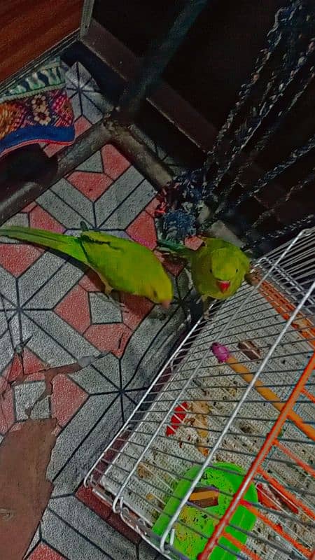 Male and female raw parrot pair 1