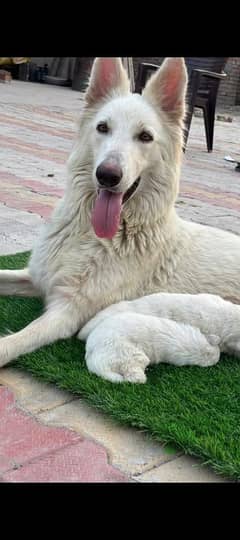 White German Shepherd male puppy available 30 days age for sale