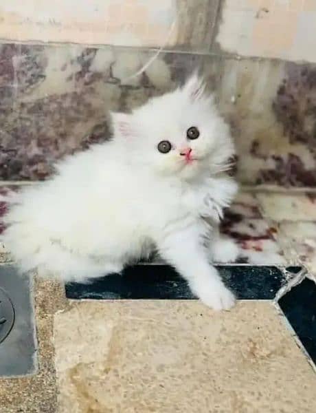 Persian cat rag 2 month for sale 03250120476 WhatsApp 0