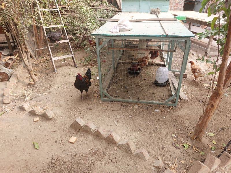 desi golden misri hen murgy murgian with cage 0