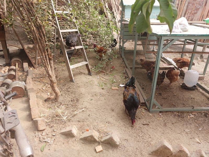 desi golden misri hen murgy murgian with cage 2