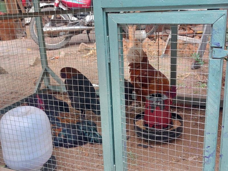 desi golden misri hen murgy murgian with cage 3