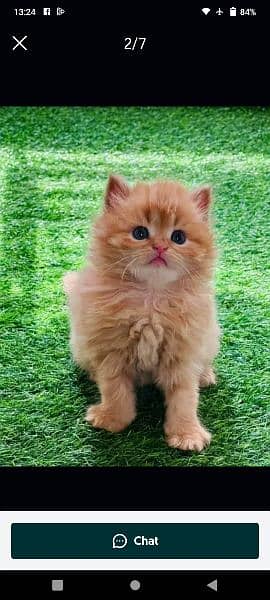 Persian cat for sale raabta number 03287625932 WhatsApp 0